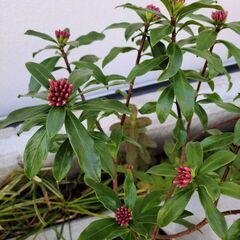 【直接】ジンチョウゲ 沈丁花の画像
