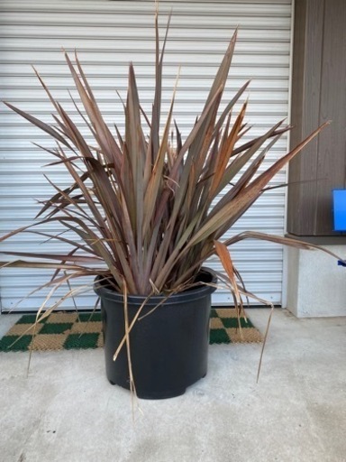 ニューサイラン☆ガーデニング★植栽