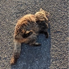 フサフサ♂男の子