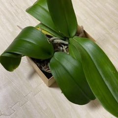 手渡し　大輪　胡蝶蘭　苗
