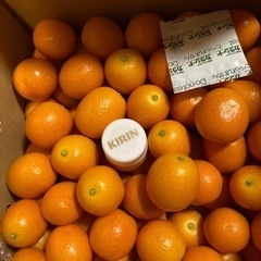 ハウス栽培　完熟きんかん1キロの画像