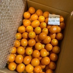 ハウス栽培　完熟きんかん1キロ