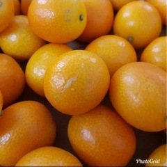 ハウス栽培　完熟きんかん1キロの画像