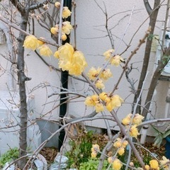 ■ブラタモリ風散歩■ 2/15（火）15時〜16時30分 − 東京都