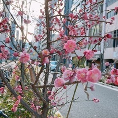 ■ブラタモリ風散歩■ 2/15（火）15時〜16時30分 - 友達
