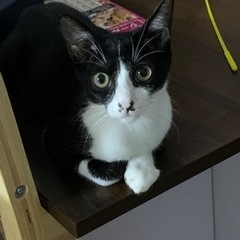 ハチワレくんฅ^•ω•^ฅ