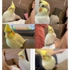 オカメインコの捜索