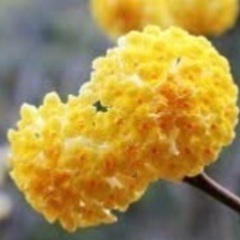 ミツマ苗木　黄色花の画像