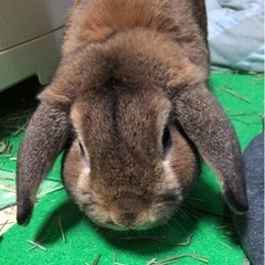 うさぎ里親募集(急募)