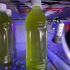 グリーンウォーター