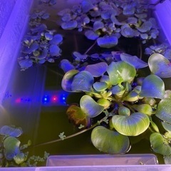 グリーンウォーターの画像