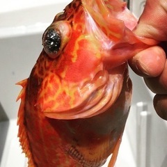 伊勢湾ボートフィッシング − 三重県