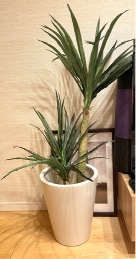 人工観葉植物　フェイクグリーン　幸福の木