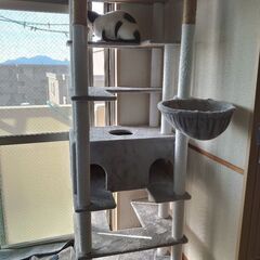 キャットタワー大☆の画像