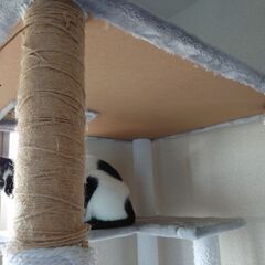 キャットタワー大☆の画像