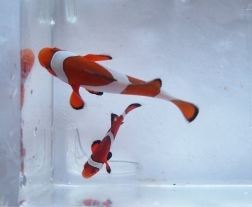 沖縄産カクレクマノミペア（産卵経験有）