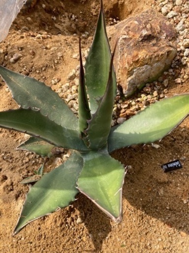 サルミアナ　30cm  耐寒性あり　地植え可能