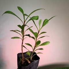 ★2株セット★キング・プロテア（プロテア・キナロイデス）実生苗木の画像