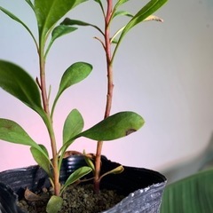 ★2株セット★キング・プロテア（プロテア・キナロイデス）実生苗木の画像