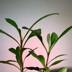 ★2株セット★キング・プロテア（プロテア・キナロイデス）実生苗木の画像