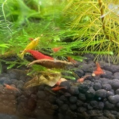 エビ水槽、そのまま譲りますの画像