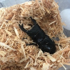 国産オオクワガタ　6cm オス　1頭