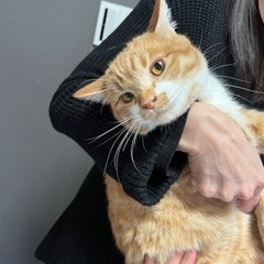 スコティッシュMIX❣️お猿さん顔のコケティッシュなお顔のハム王子❣️ - 川崎市