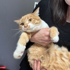 スコティッシュMIX❣️お猿さん顔のコケティッシュなお顔のハム王子❣️ - 猫