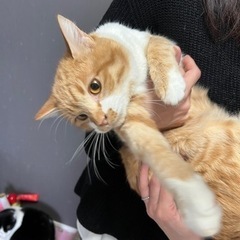 スコティッシュMIX❣️お猿さん顔のコケティッシュなお顔のハム王子❣️ − 神奈川県
