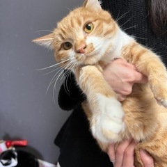 スコティッシュMIX❣️お猿さん顔のコケティッシュなお顔のハム王子❣️の画像