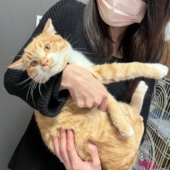 スコティッシュMIX❣️お猿さん顔のコケティッシュなお顔のハム王子❣️ - 里親募集