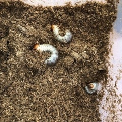 国産オオクワガタ幼虫　2頭セット　ランダム