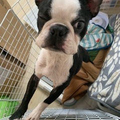 犬友達になってください！
