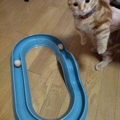 【差し上げます】猫用おもちゃ【西日暮里】の画像