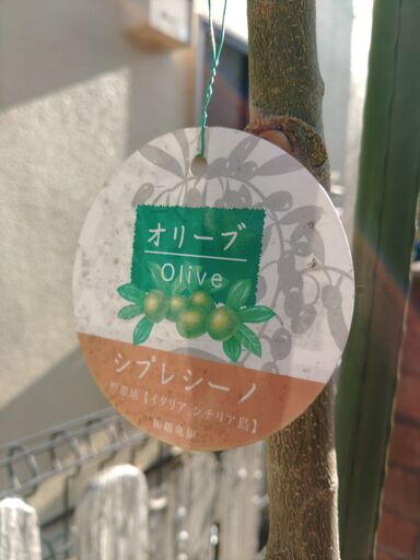 オリーブ⑯ シプレッシーノ　樹高：240cm 多摩エリア配送応相談