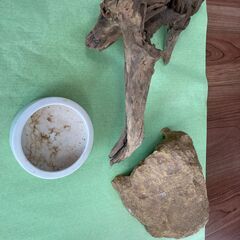 爬虫類飼育セット（水槽・ライト等すぐに飼育可！）の画像