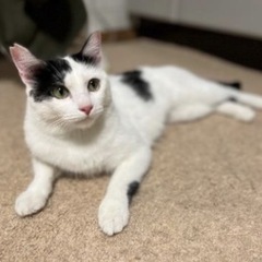 ②人懐っこい猫ちゃん1才未満＊関東圏(代理投稿)