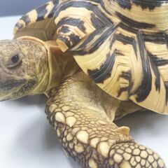 🐢日払い短期バイト！　3/19迄の１日～OK🐢