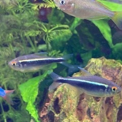 ブラックネオンテトラの画像
