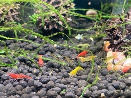 エビ水槽、そのまま譲ります