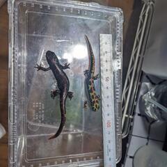 マダライモリです 飼いたい方いませんか?