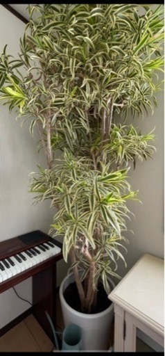 希少観葉植物　インディアナ