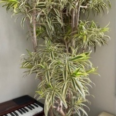 希少観葉植物　インディアナ　