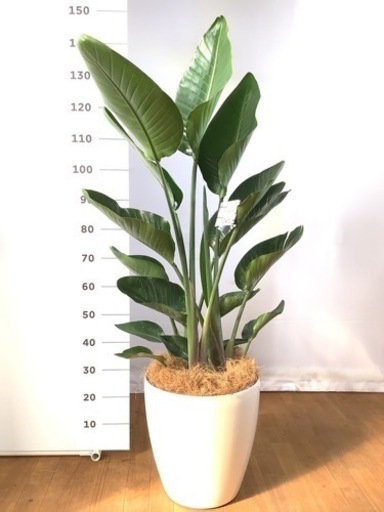 オーガスタ　10号　観葉植物