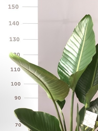 オーガスタ　10号　観葉植物