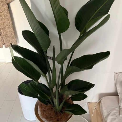 オーガスタ　10号　観葉植物