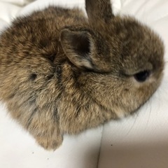 ウサギの赤ちゃんの里親募集