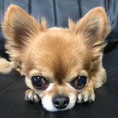犬好き動物好きな友達募集