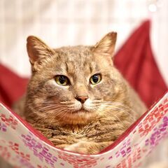顔が大きく撫でるとゴロゴロの巨猫（ボブ君）