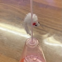 猫じゃらし　起き上がりこぼし